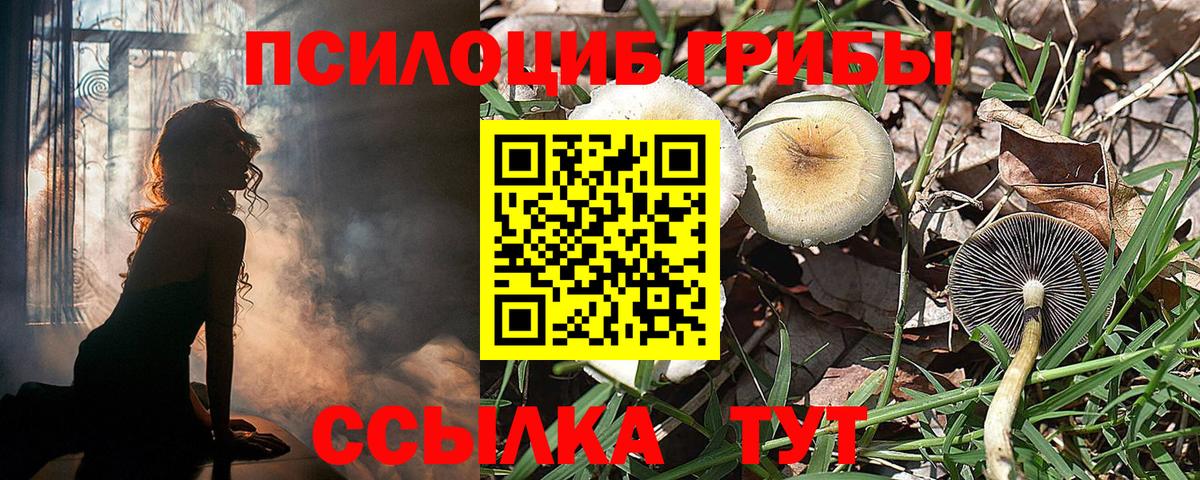 Галлюциногенные грибы Psilocybe Киржач